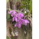 Cattleya maxima