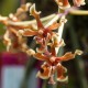 Paraphalaenopsis labukensis