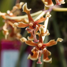 Paraphalaenopsis labukensis