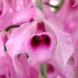 Dendrobium anosmum (syn. superbum)