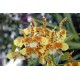 Rossioglossum Rawdon Jester