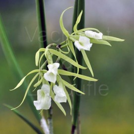 Brassavola nodosa