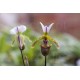 Paphiopedilum spicerianum