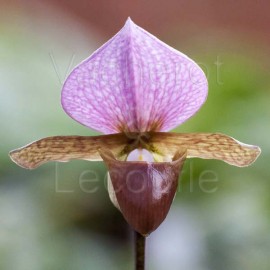 Paphiopedilum charlesworthii