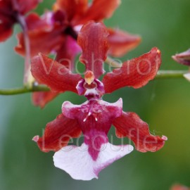 Oncidium Sharry Baby 'Sweet Fragrance' AM/AOS