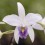 Laelia anceps var. veitchiana