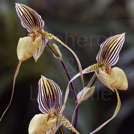 Paphiopedilum Saint Swithin