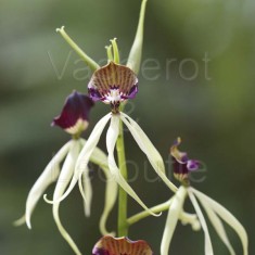 Fiche de culture de l'orchidée PROSTHECHEA de climat tempéré (anciennement Encyclia)