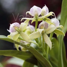 Prosthechea fragrans