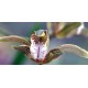Cymbidium erythraeum