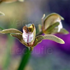 Cymbidium erythraeum