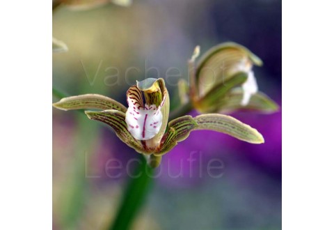Cymbidium erythraeum