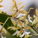 Epidendrum stamfordianum 'Galaxy' SM/TOGA