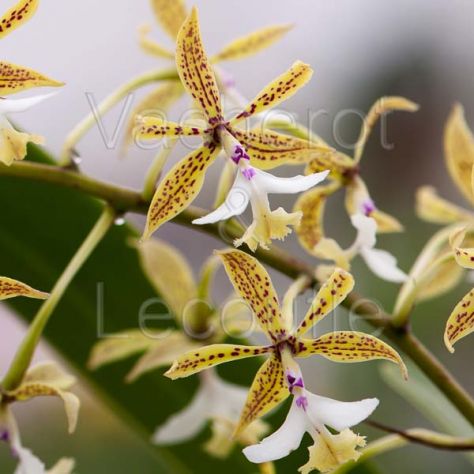 Epidendrum stamfordianum 'Galaxy' SM/TOGA