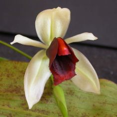 Coelogyne usitana
