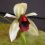 Coelogyne usitana