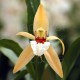 Coelogyne lawrenceana