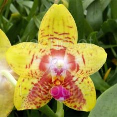 Phalaenopsis Orchid World