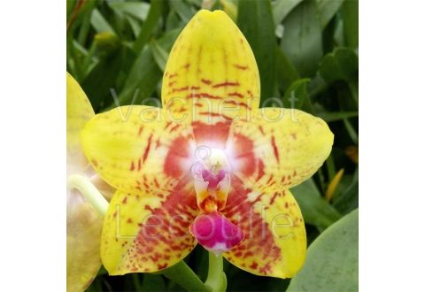 Phalaenopsis Orchid World