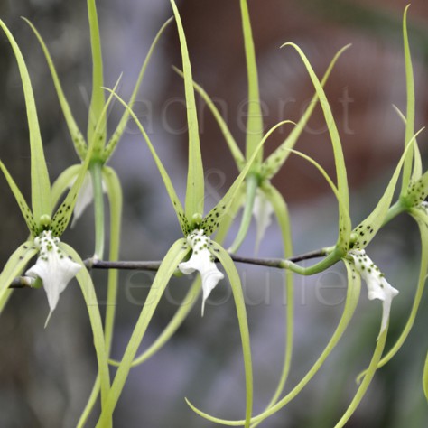 Brassia verrucosa