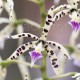 Prosthechea prismatocarpa (syn. Epidendrum prismatocarpum)