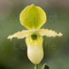Paphiopedilum primulinum
