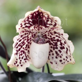Paphiopedilum leucochilum