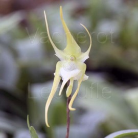 Aeranthes grandiflora