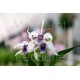 Laelia purpurata var. werkhauseri
