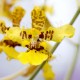 Oncidium montanum