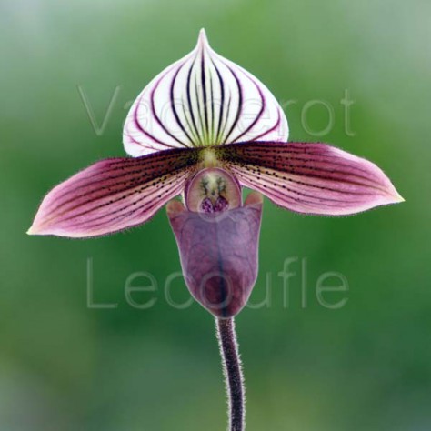 Paphiopedilum purpuratum