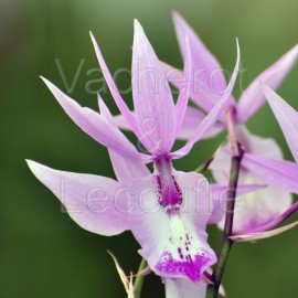 Barkeria Bernice Bradley
