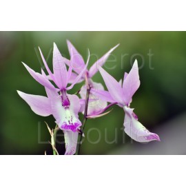 Barkeria Bernice Bradley
