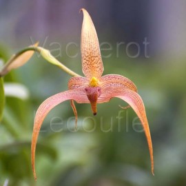 Bulbophyllum Jersey