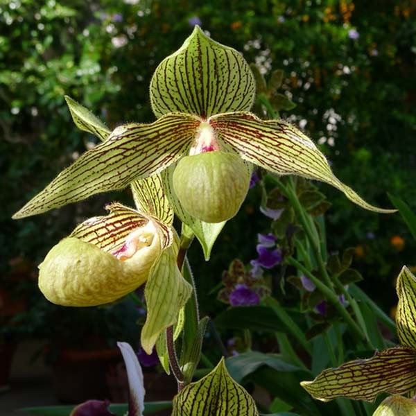 Paphiopedilum Harold Koopowitz
