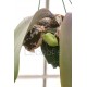 Bulbophyllum phalaenopsis (plante-mère)