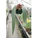 Bulbophyllum phalaenopsis (plante-mère)