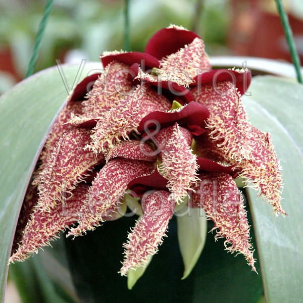 Bulbophyllum phalaenopsis (plante-mère)