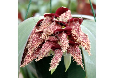 Bulbophyllum phalaenopsis