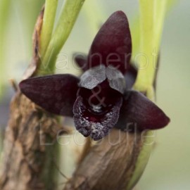 Maxillaria schunkeana