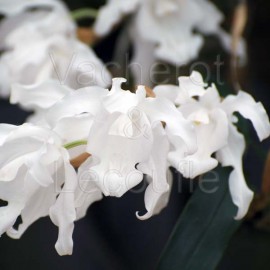 Coelogyne cristata var. alba