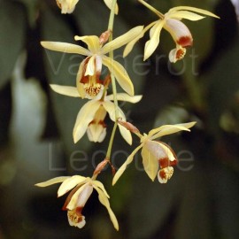 Coelogyne massangeana (tomentosa)