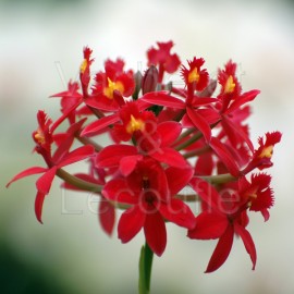 Epidendrum Ballerina 'Fireball'