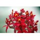 Epidendrum Ballerina 'Fireball'