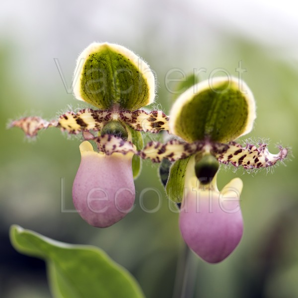 Paphiopedilum liemianum