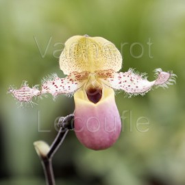 Paphiopedilum moquetteanum