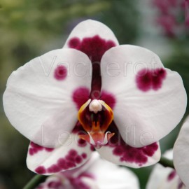 Phalaenopsis Elegant Polka Dots