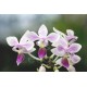 Phalaenopsis equestris