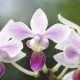 Phalaenopsis equestris