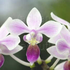 Phalaenopsis equestris